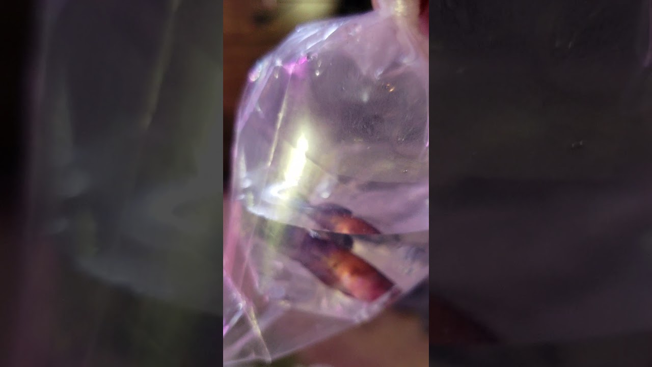 Fish im sending to kasey @ prism bettas