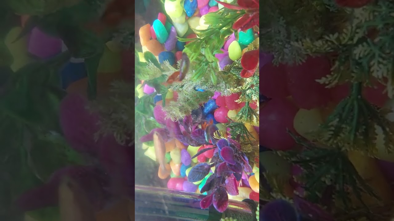 FISH 🐟 AQUARIUM 