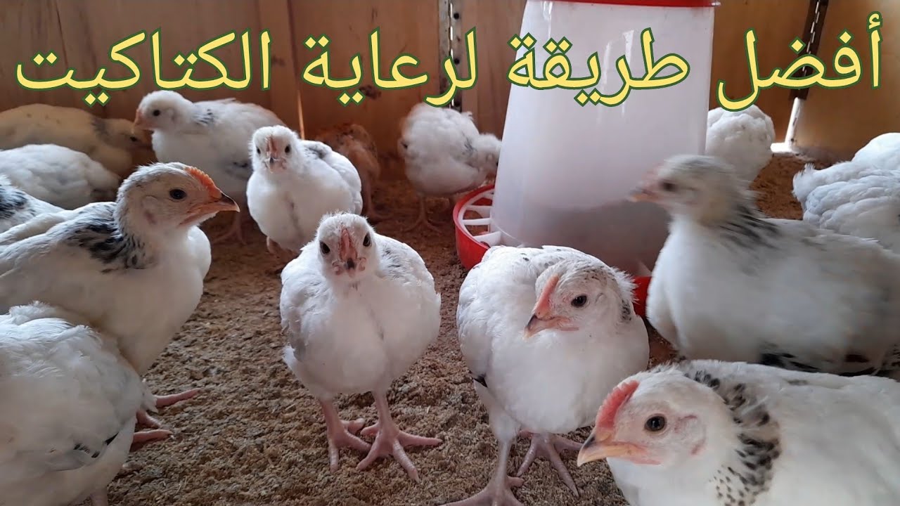 تعلم كيفية رعاية الكتكوت في أول شهر، مع ذكر نوع الادوية و زمن التلقيحات . (73)