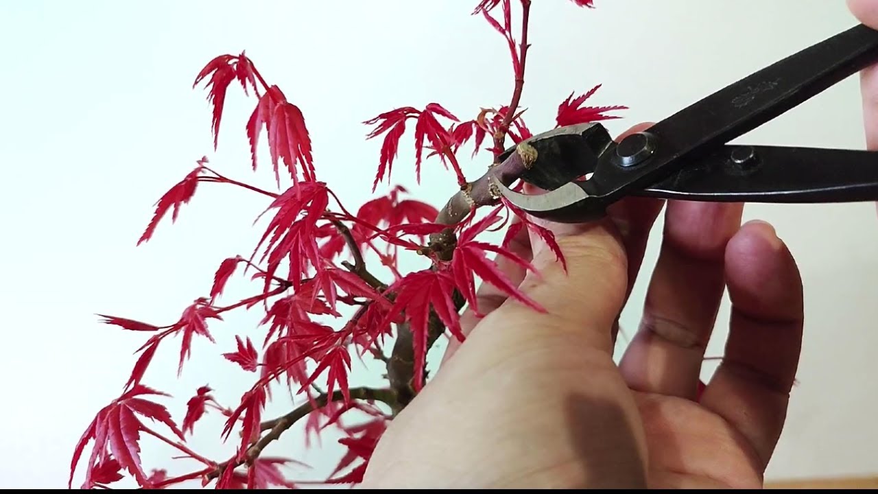 ✅ CÓMO EQUILIBRAR LA ENERGÍA EN UN ARCE PALMATUM ALTO - BONSAI