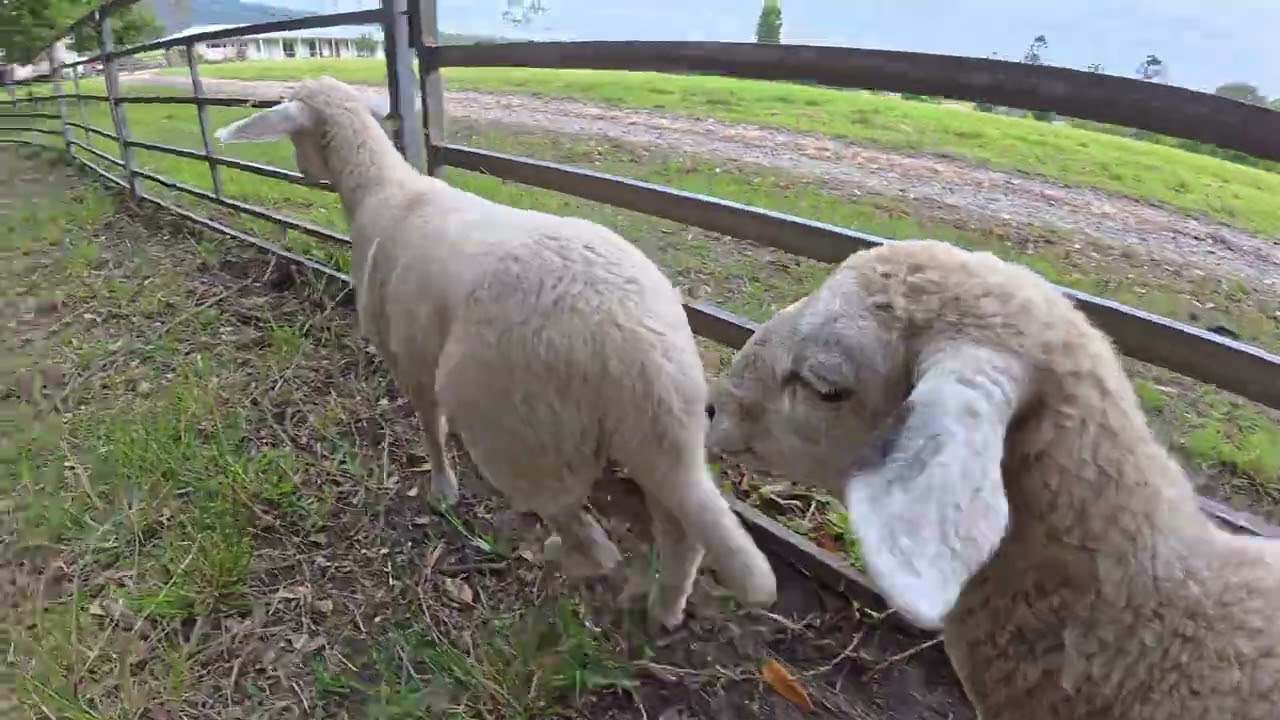 Barru Snow x Karrawarra Dumpling Pups - 11 weeks