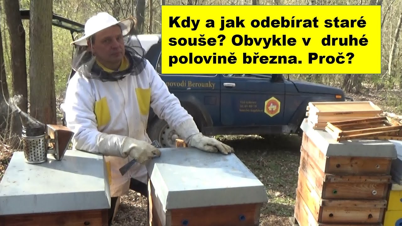 Kdy a jak odebírat staré souše? Obvykle můžeme dělat od poloviny března do začátku dubna.