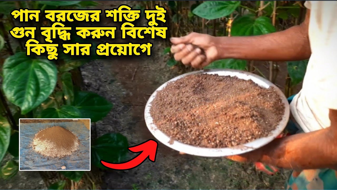 আপনার পান বরজে শক্তি কম? পানের পড় মারা যাচ্ছে এবং পান পাতা অনেক ছোটো? তাহলে এই সারগুলো ব্যবহার করুন।