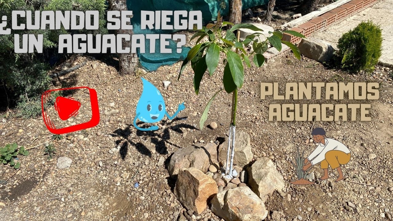 ✅ COMO Y CUANDO REGAR AGUACATE 🥑, PLANTAMOS NUEVO AGUACATE |20# Plantaci&oacute;n, riego, fertilizaci&oacute;n.