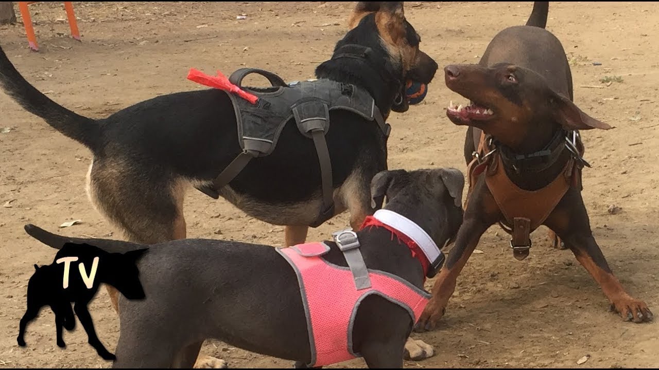 Doberman vs Pitbulls | Dog Park Vlogs