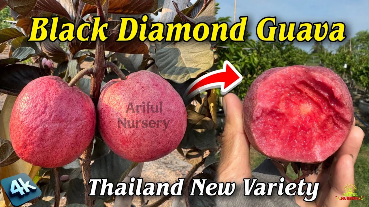 Black Diamond Guava variety