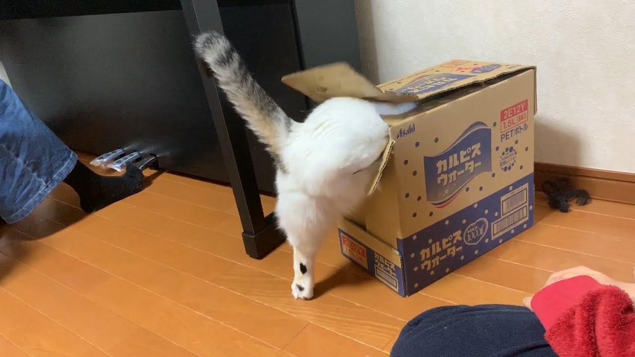 短くても執念で何とかする猫