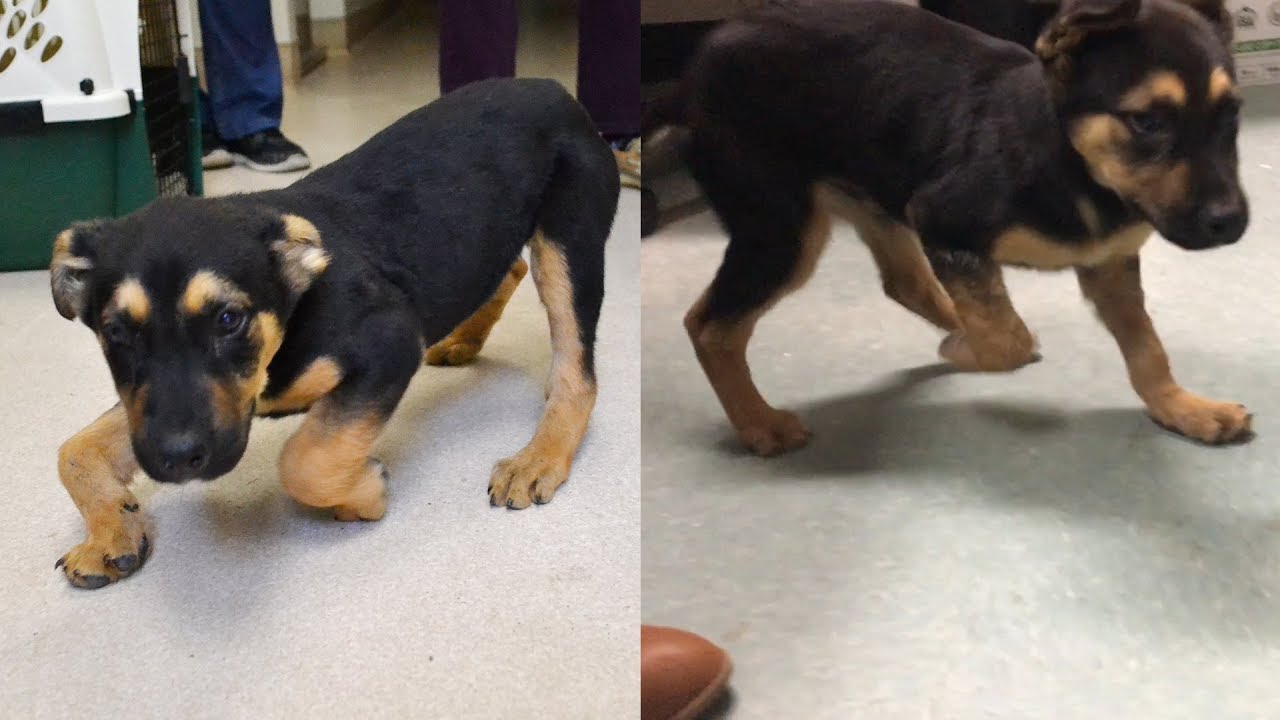 Malnourished Puppy Unable to Walk from Deformity Now Can't Stop Running
