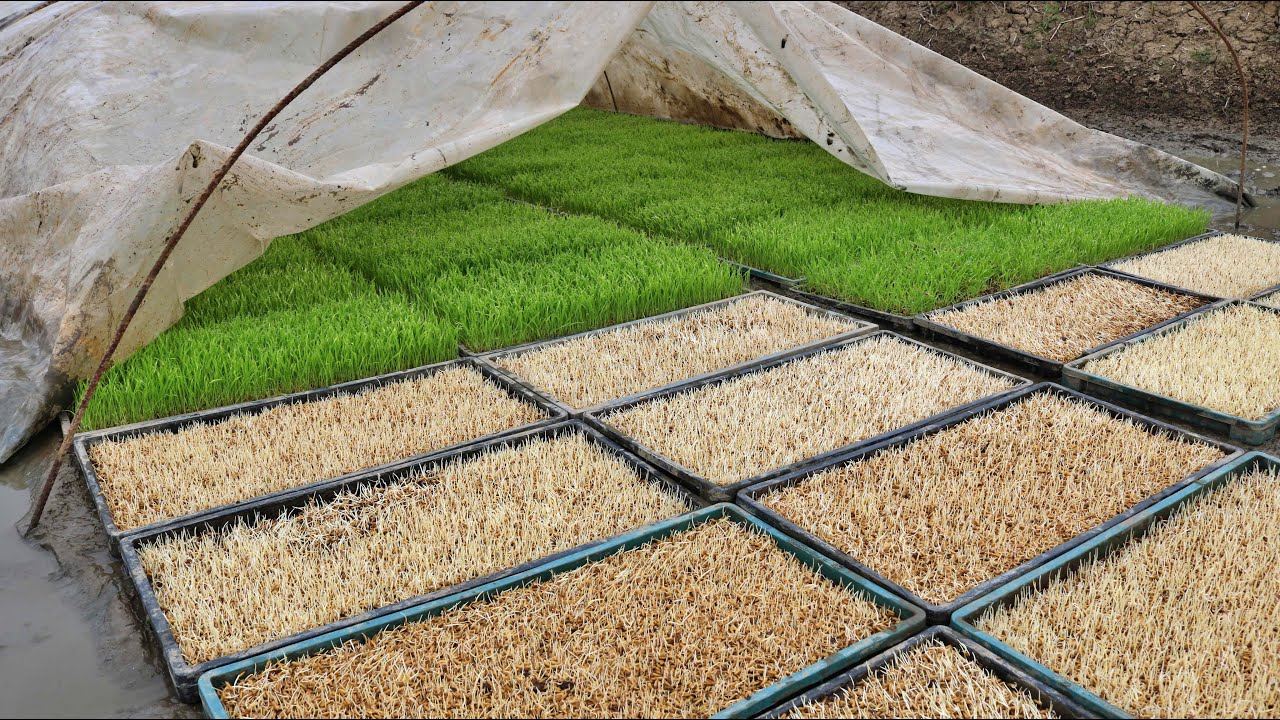 How To Rice Seeding With Plastic Tray | How To Prepare Rice Seedlings For Transplantation In Iran