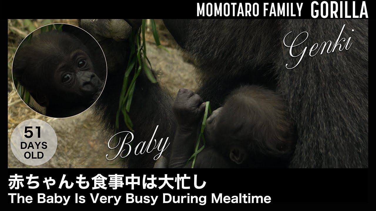 Малыш Очень Занят Во Время Приёма Пищи – Весёлая семья горилл в Zoo Kyoto, Т. 56