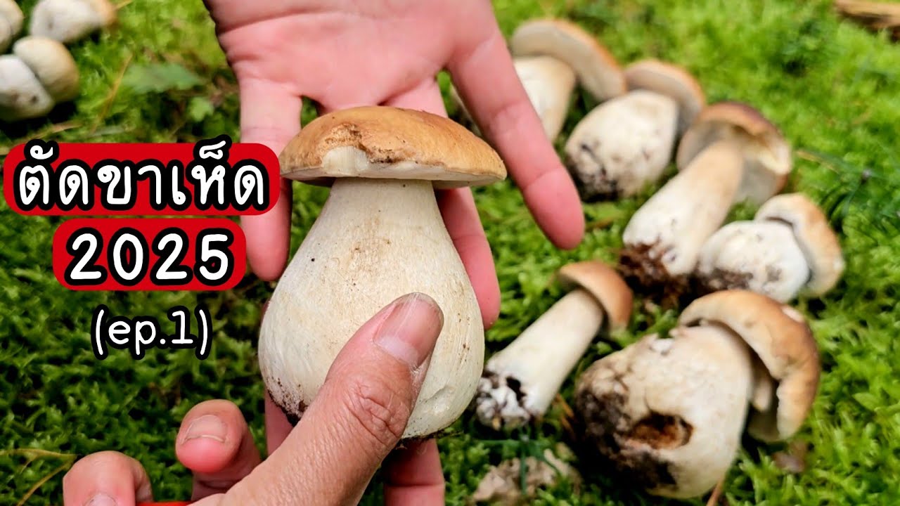 ตัดขาเห็ดผึ้งหวาน 2025 ep.1 [ เก็บเห็ดต่างประเทศ ]
