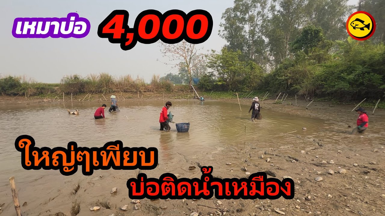เหมาบ่อ 4,000บาท บ่อติดน้ำเหมือง มีแต่ปลาตัวใหญ่ๆอีกแล้ว | Ep.202