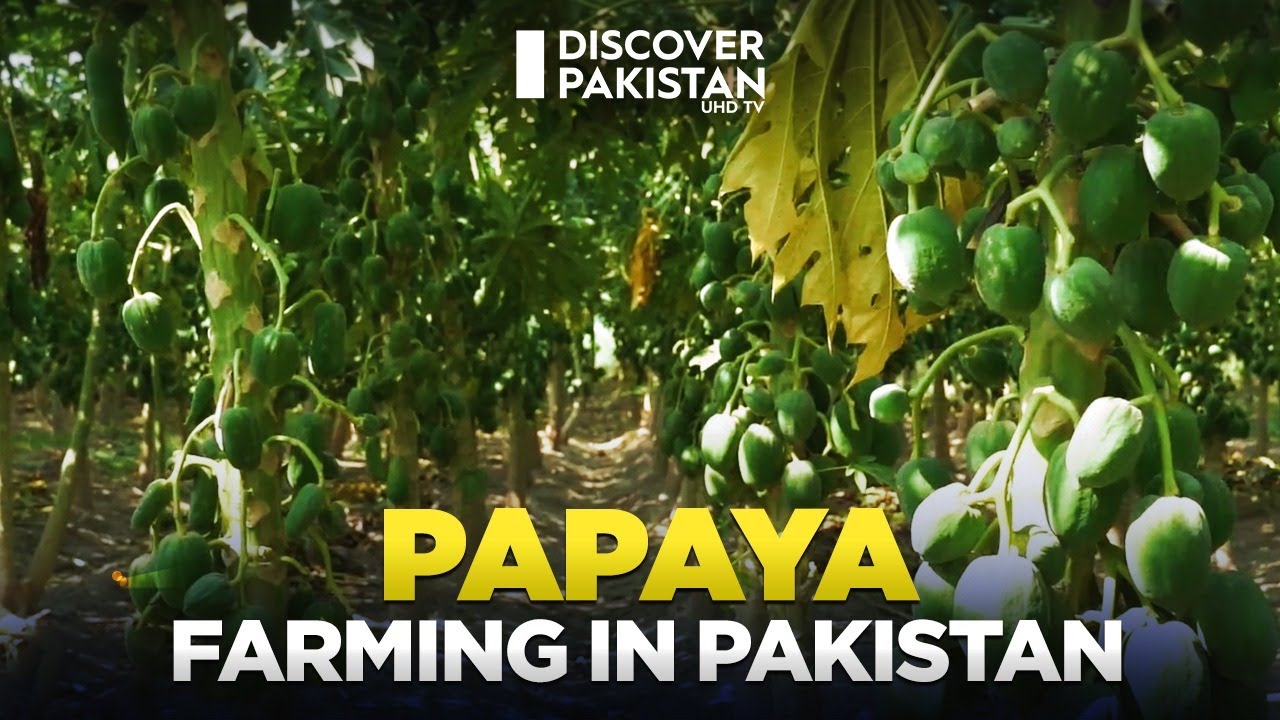 Papaya Farming in Pakistan | Kissan Ka Pakistan | Discover Pakistan