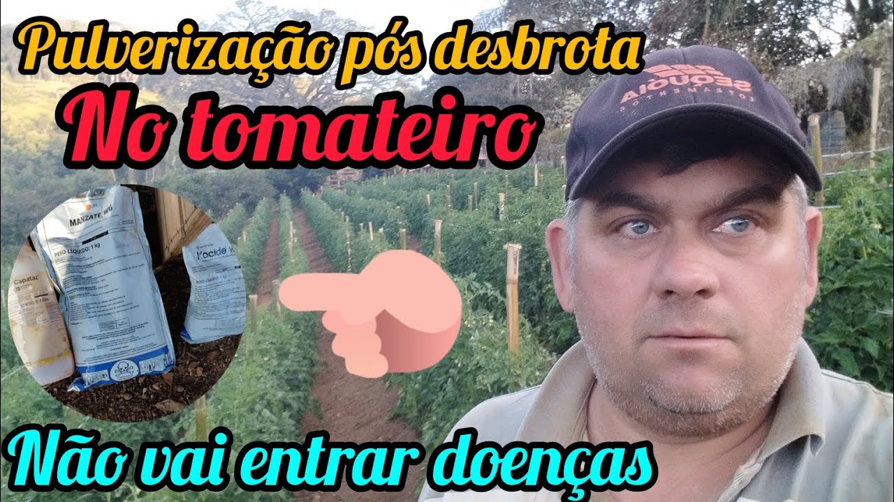 pulverização pós desbrota no tomateiro não vai entrar doenças!!