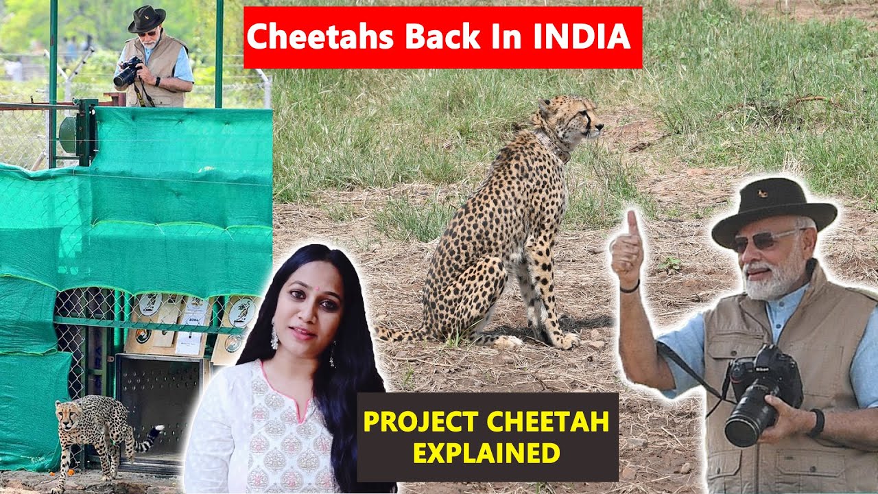 Cheetah In India: Namibian Cheetah Release In Kuno National Park | Project Cheetah Explained