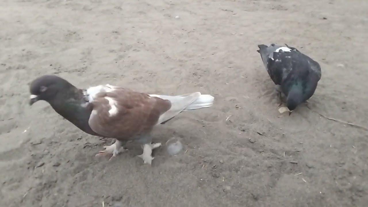 Beautiful Relaxing Pigeon Couple Enjoying Peaceful Moments Together || Hawa Birds Tv