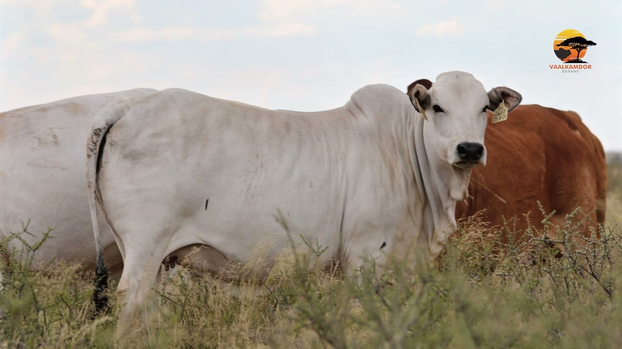 Farming with Borans