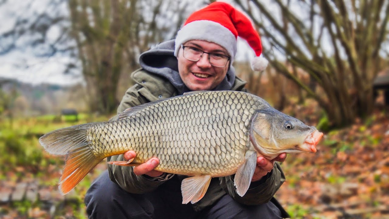 Lov vánočních kaprů! Tradiční video. Jak je nachytat?