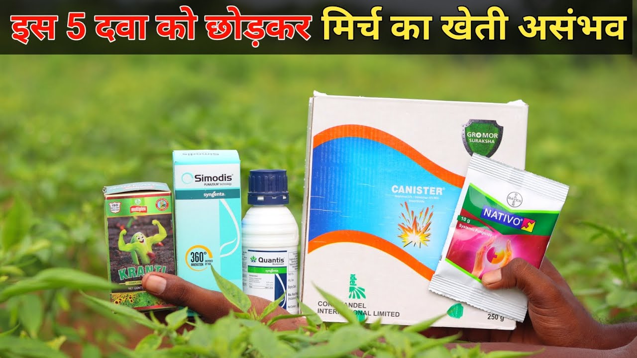 इस 5 दवा को छोड़कर मिर्च का खेती असंभव 🫢