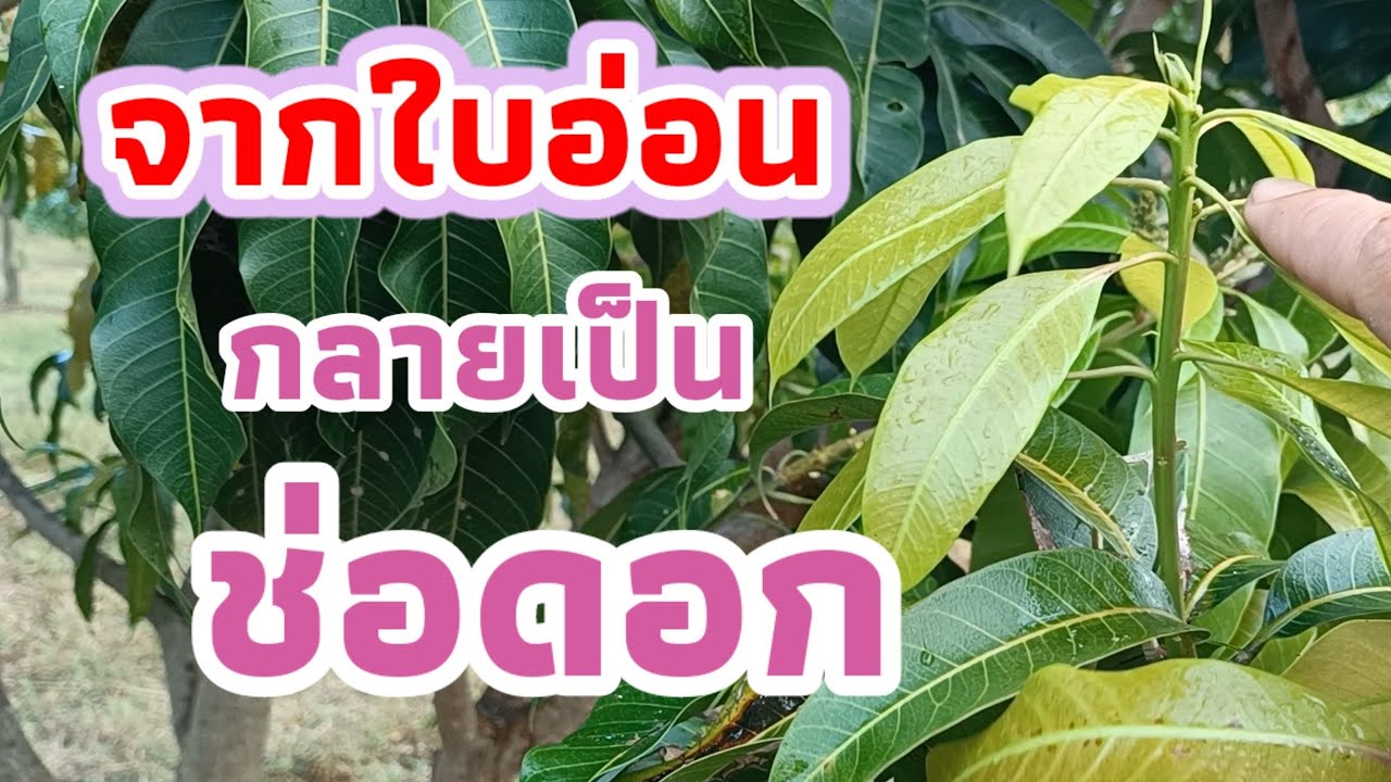 ทำแบบนี้❓ มะม่วงออกใบอ่อนจะเทินเป็นดอก.ทำอย่างไรมาดูกัน