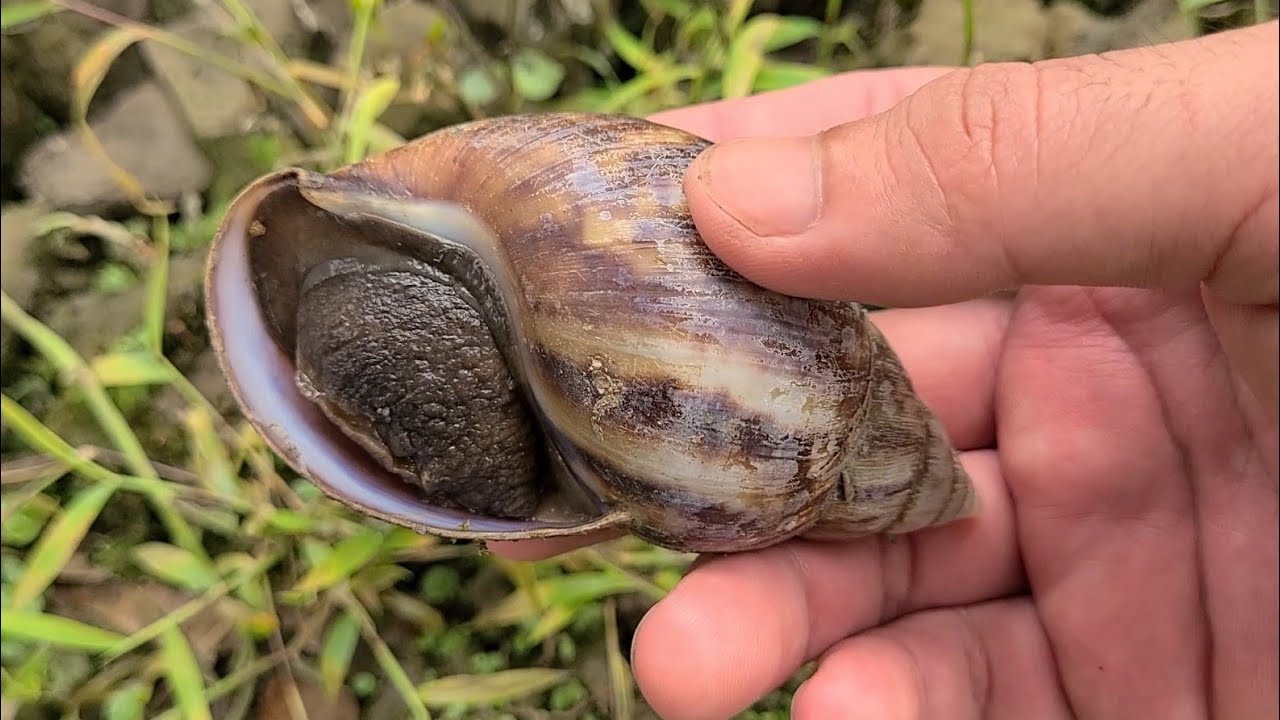 Khám Phá Phát Hiện Ốc Sên Siêu To