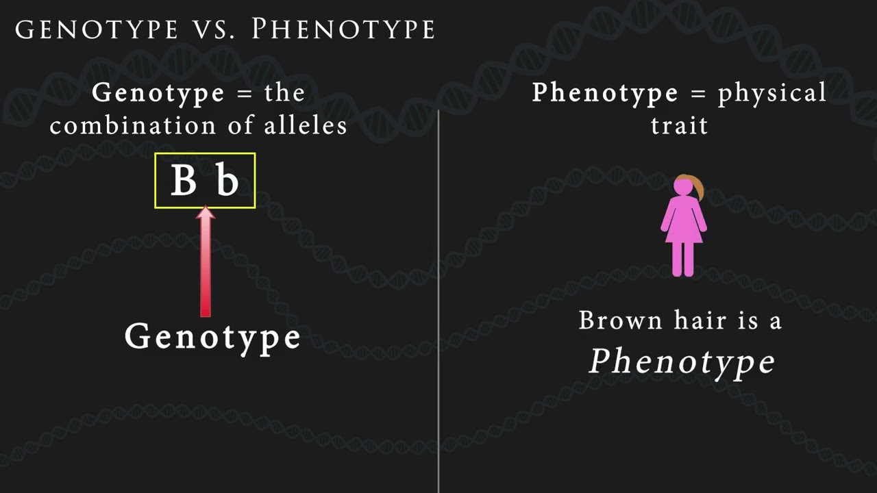 Genetics Vocab!