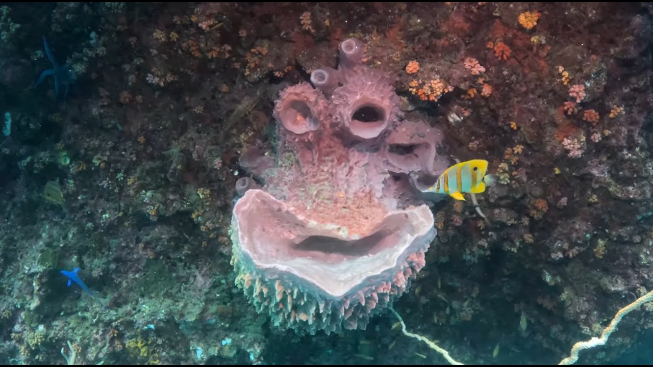 Scuba Diving Thailand - Koh Bida