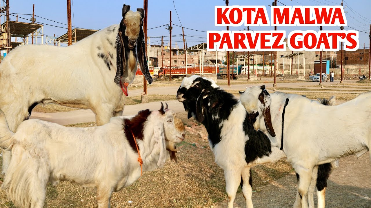 Shandaar Kota Malwa Bakre At Parvez Goat’s