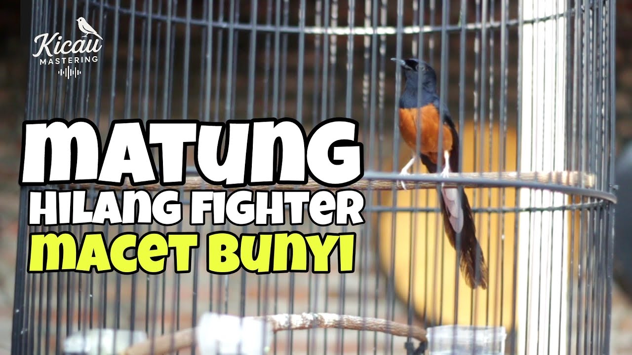 Pengalaman Merawat murai batu matung hilang fighter 