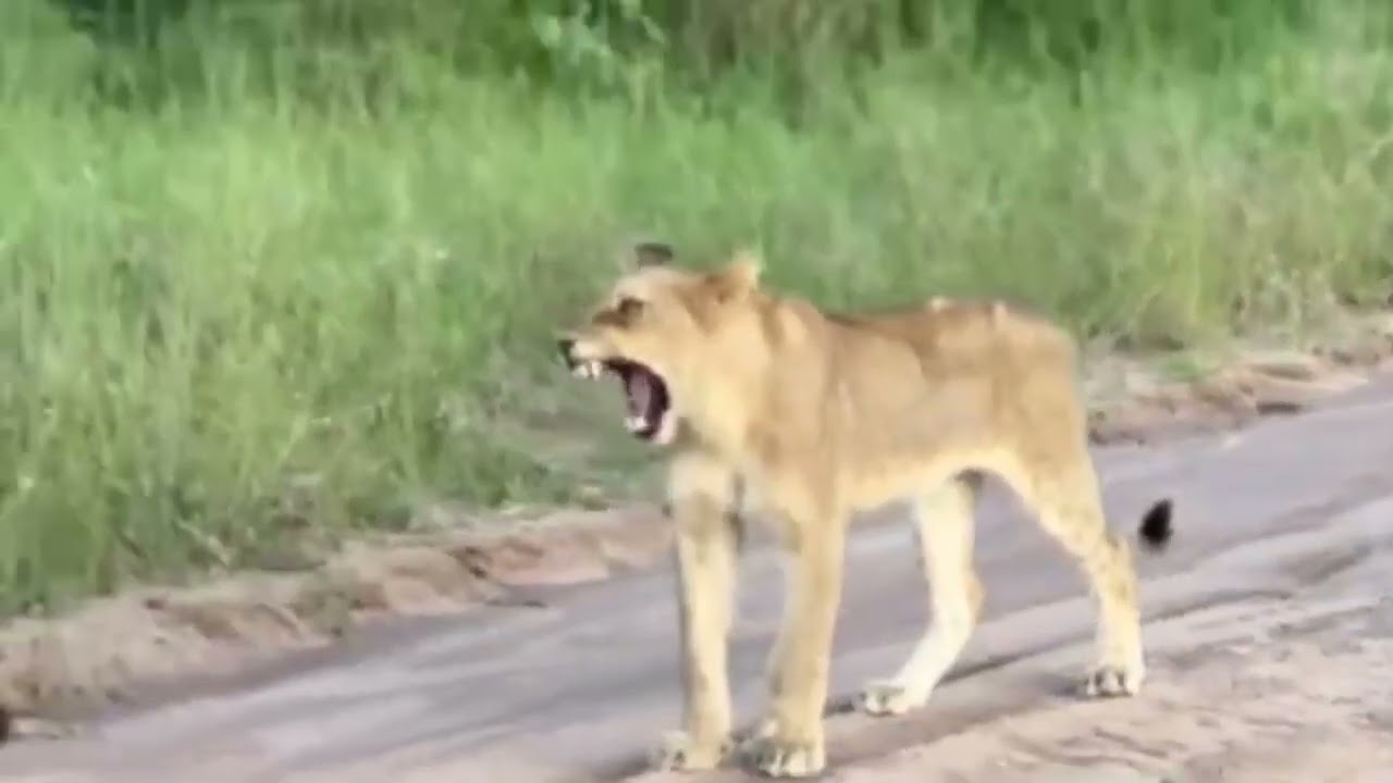 Lions looking for what to eat
