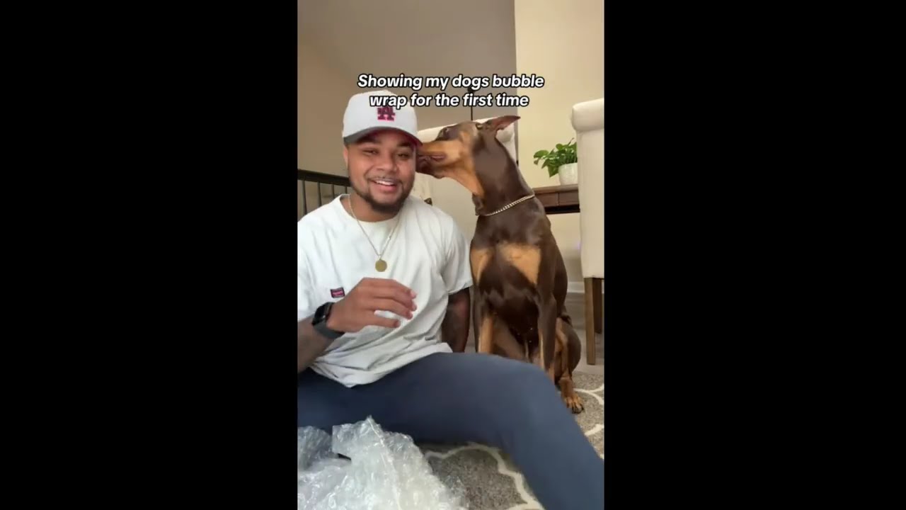Knox Dog and Suavexavier #4kvideo #2025 #comedy #pets #funny #duet   ♥ Funniest Dog 2025