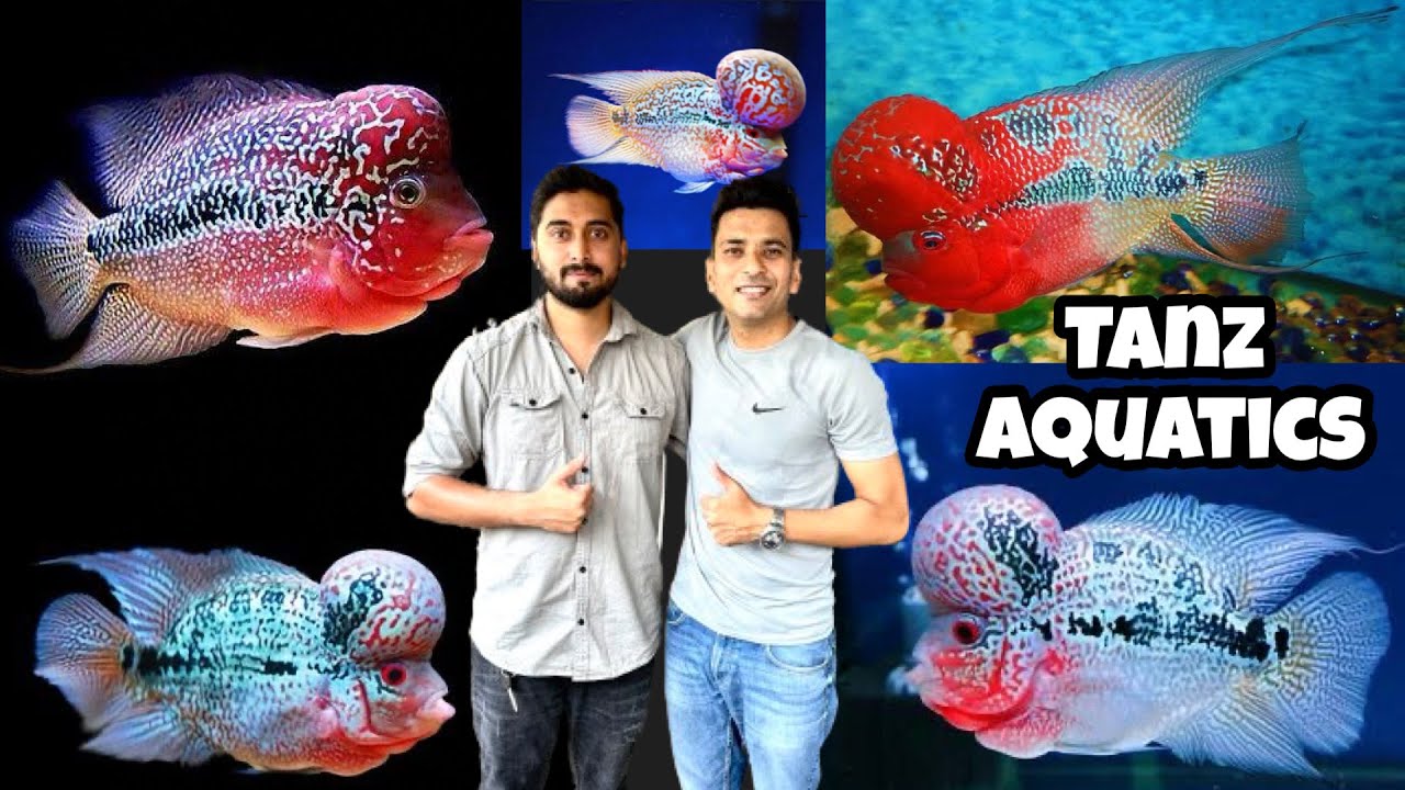 Flowerhorn fish | Magma Flowerhorn | Kamalau flowerhorn | KML flowerhorn | SRD | Tanz Aquatics