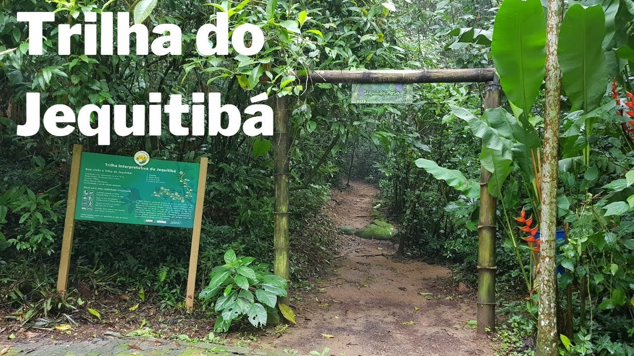 Trilha Jequitibá - Parque Três Picos - Cachoeiras de Macacu #parquetrespicos #cachoeirasdemacacu