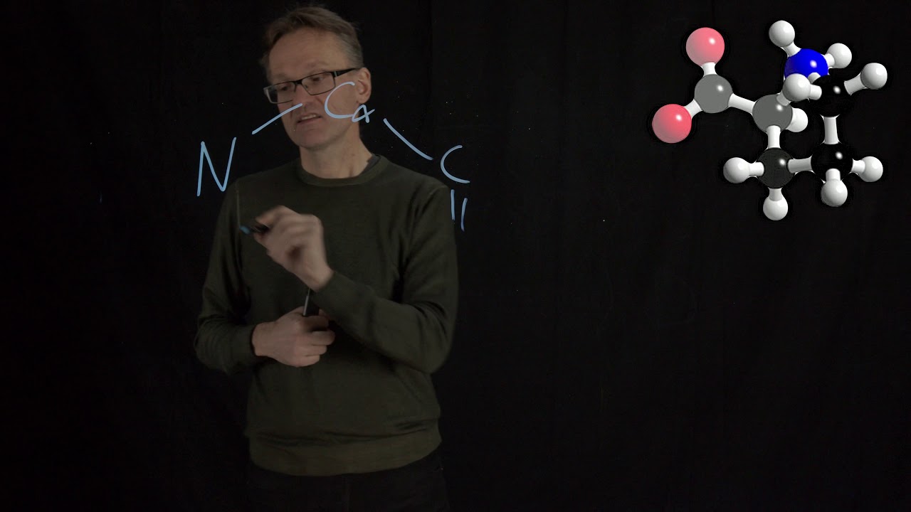 Lecture 05, concept 14: Proline has a ring and breaks helices