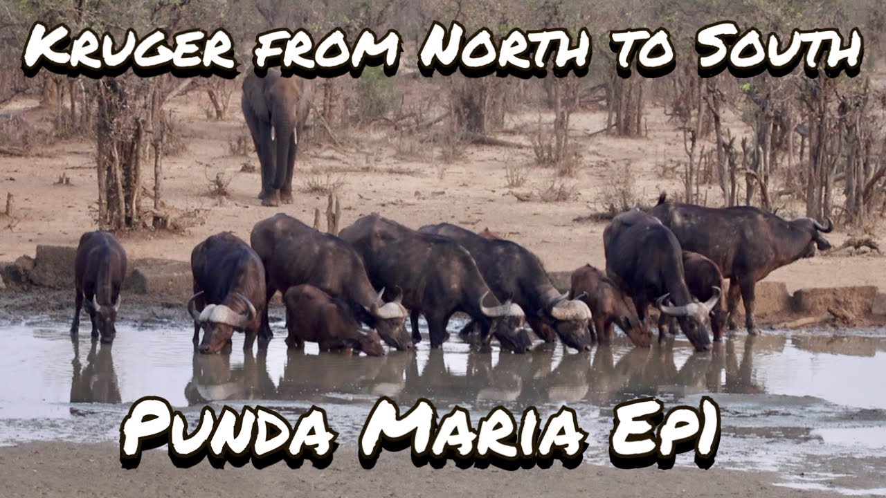 Kruger in Spring North to South | Mapungubwe to Punda Maria Rest Camp | Sept 2023 | Ep1