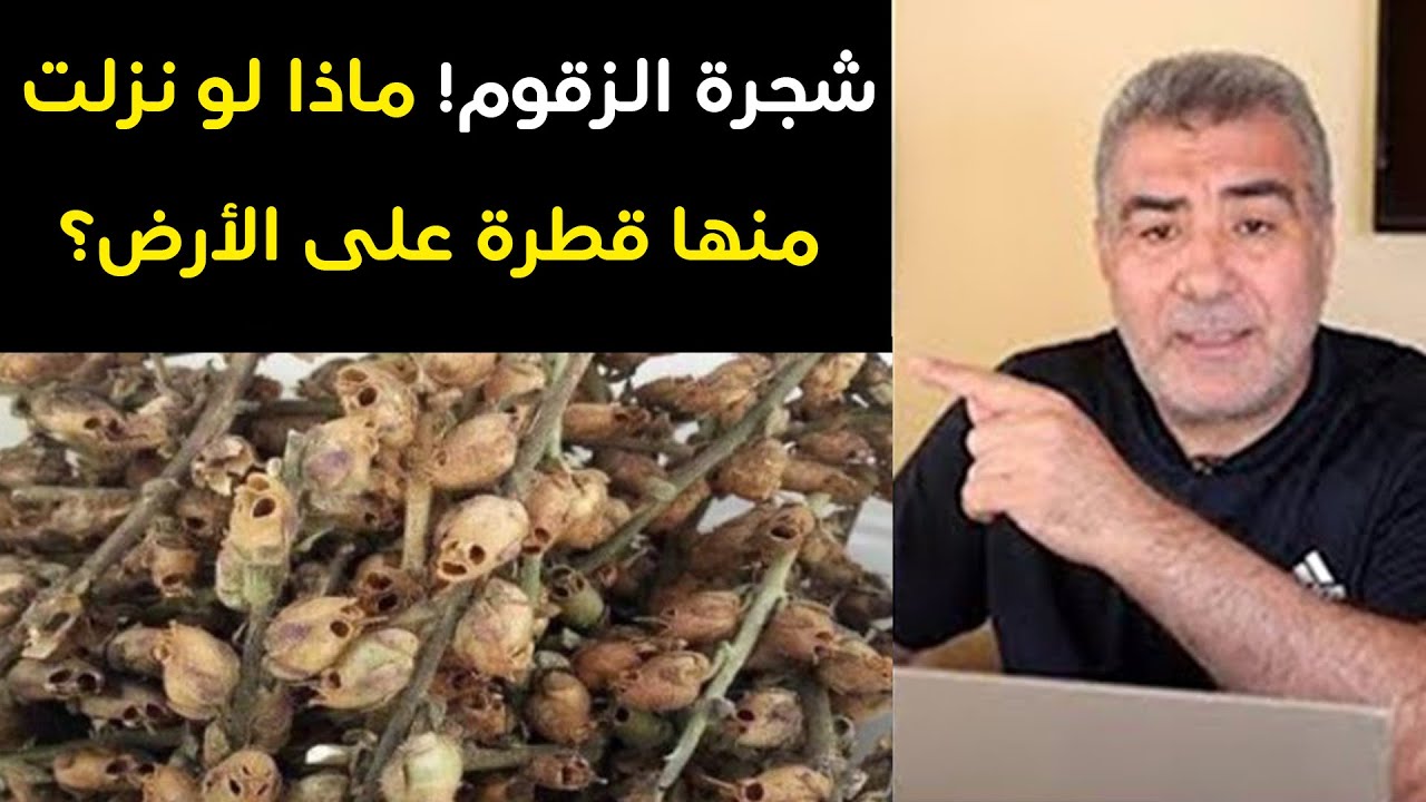 شجرة الزقوم! ماذا لو نزلت منها قطرة على الأرض؟