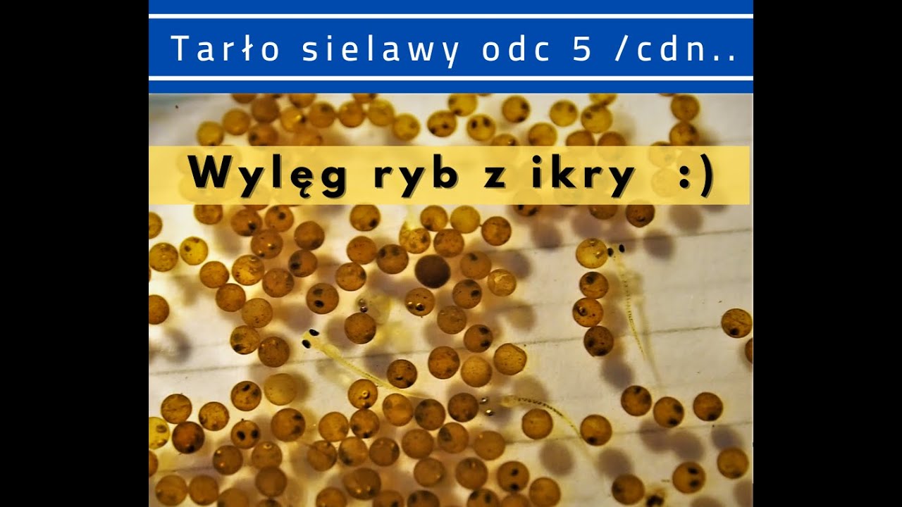 Tarło sielawy odc 5 - 