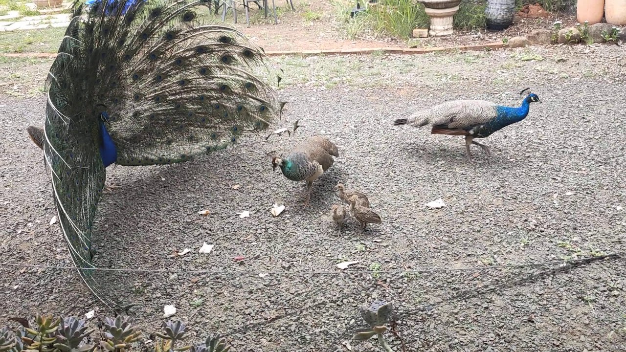 peacock family