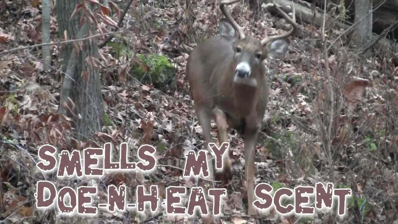 DeerFilm - Videos of 2012 deer. Life on the stand.