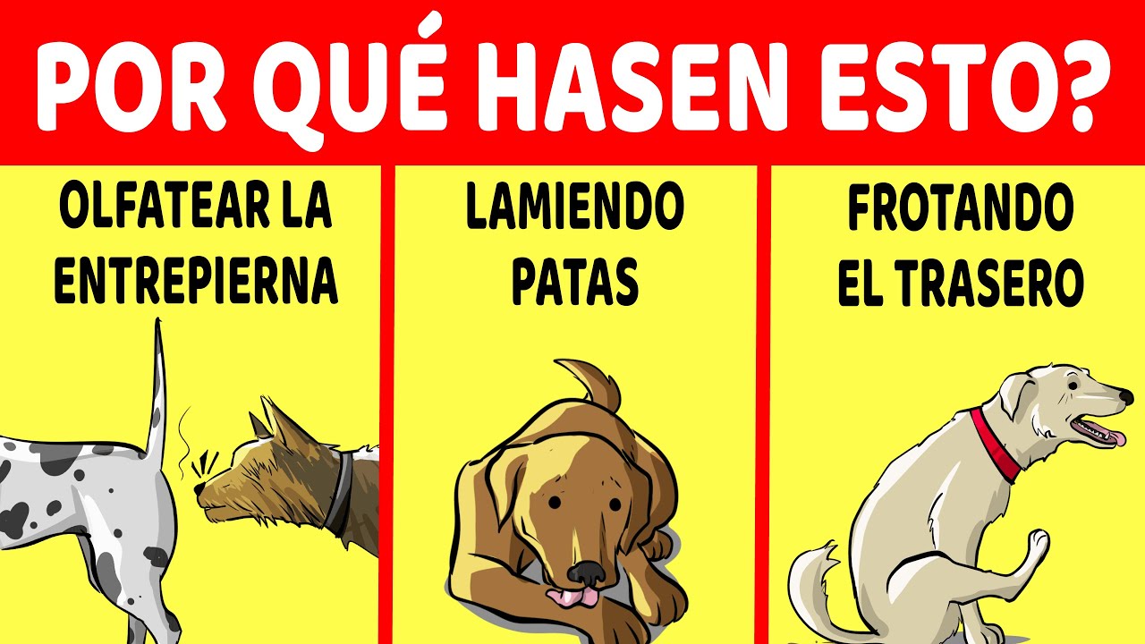 Los 10 Comportamientos Más Extraños de los Perros Finalmente Explicados