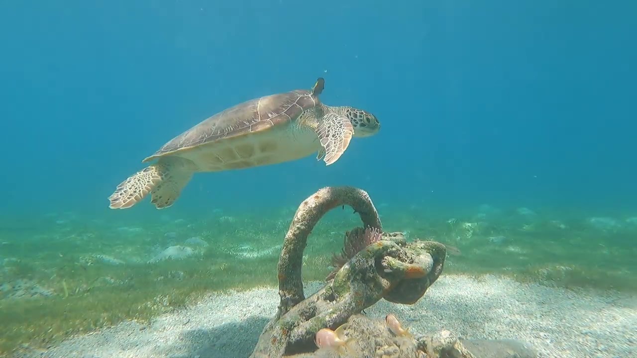 Remote Camera Green Sea Turtle