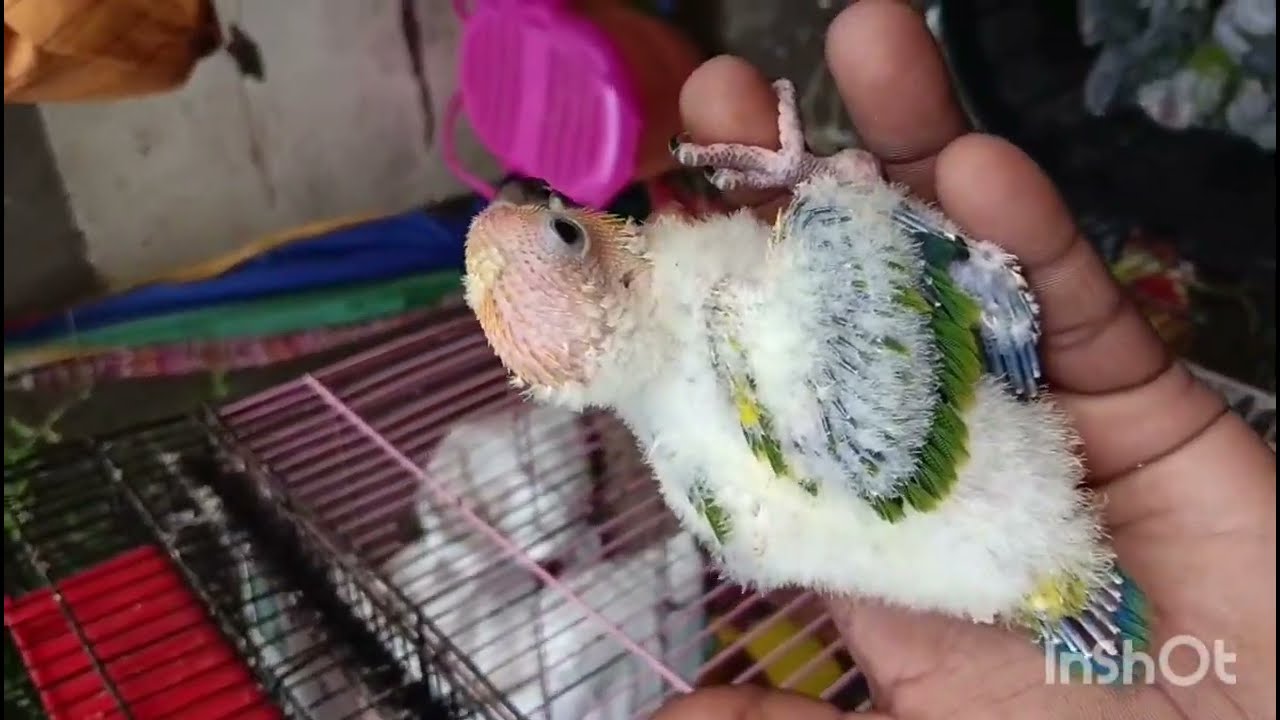 Chennai,Broadway kozhi pet market🦜🐦🐇🐢🐕‍🦺🐈🐿 today 4-1-2026