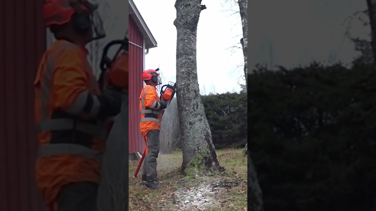 Best Way To Install Stalpen Tree Jack