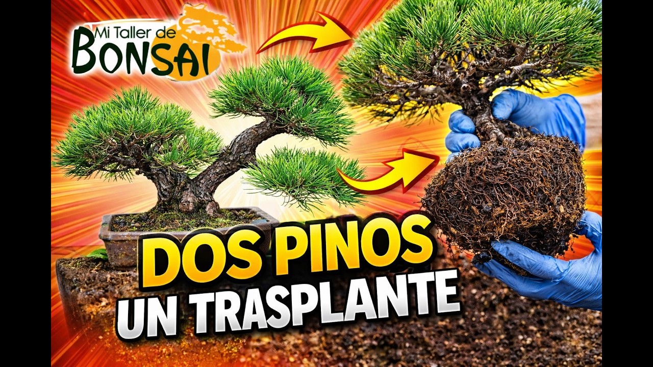 Dos PINOS un TRASPLANTE