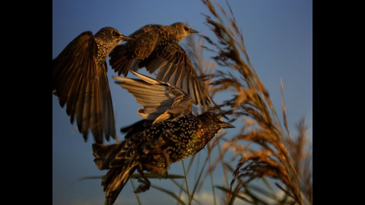 Starlings | | The Secret Life of the Shannon | RTÉ Goes Wild