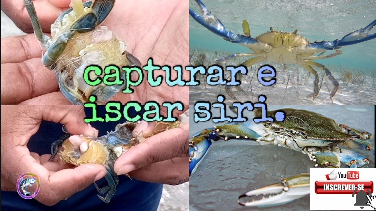 capturando siri na praia e usando como isca.dicas de como iscar siri na pesca de praia, peixe pampo
