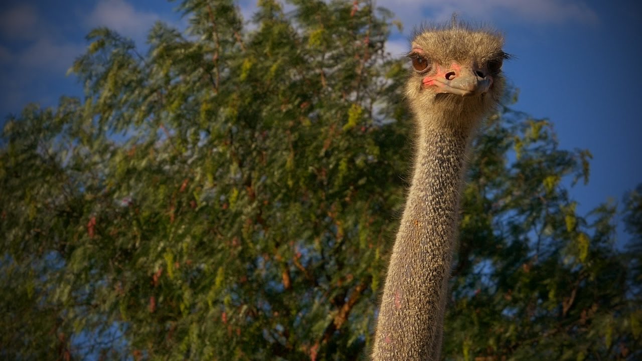 Cómo es el Negocio de la Cria de Avestruces - TvAgro por Juan Gonzalo Angel