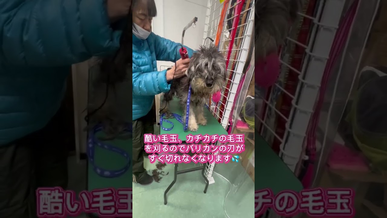 【ペット里親会】緊急レスキュー　１歳のシュナウザー
