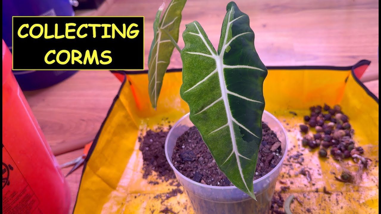 Alocasia: Collecting and Growing Corms (THE EASY WAY)