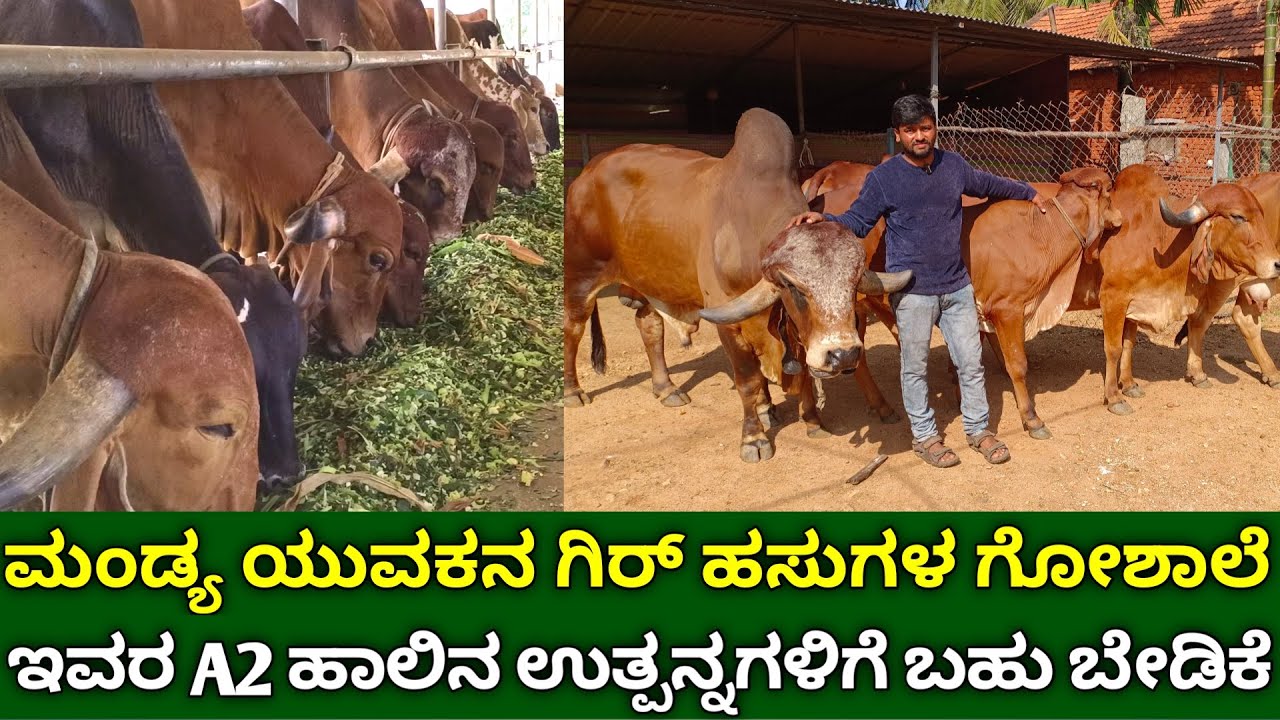 ಮಂಡ್ಯ ಯುವಕನ ಗಿರ್ ಹಸುಗಳ ಗೋಶಾಲೆ | A2 ಹಾಲಿನ ಉತ್ಪನ್ನಗಳು | desi gir cow farm kannada | A2 milk products